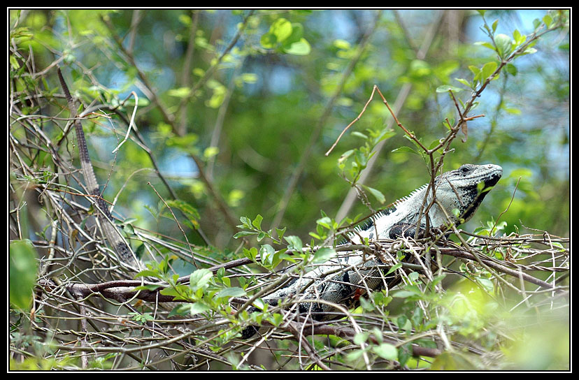 088 Iguanas love trees